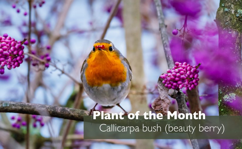Plant of the Month – October