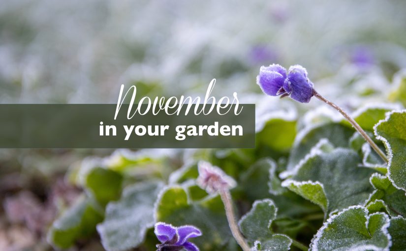 November…in your garden