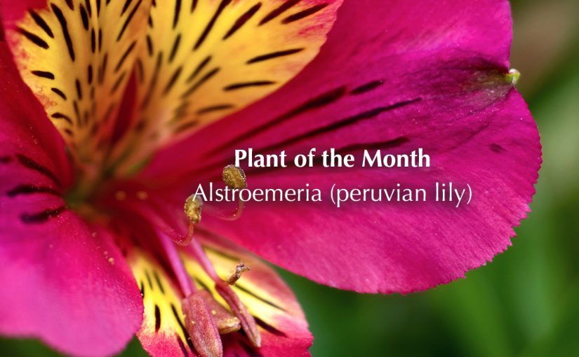 Plant of the month – July