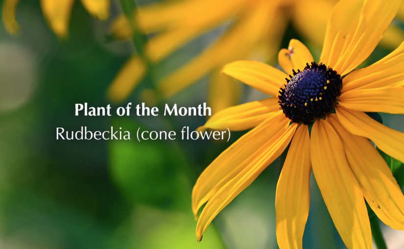 Plant of the month – Rudbeckia