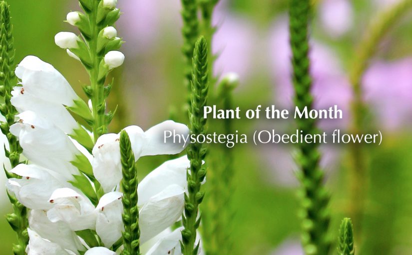 Plant of the month – September