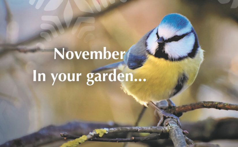 November in your garden…