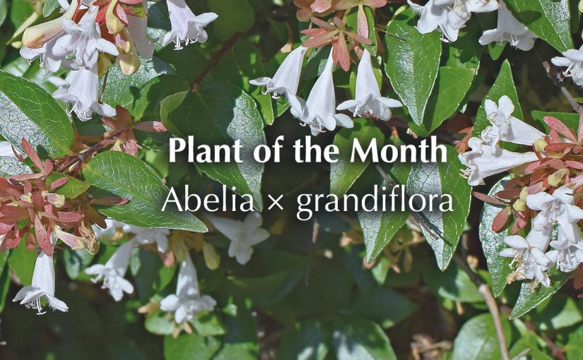 Plant of the Month – Abelia x Grandiflora