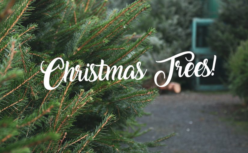 Christmas Trees from Thorngrove – 2022!
