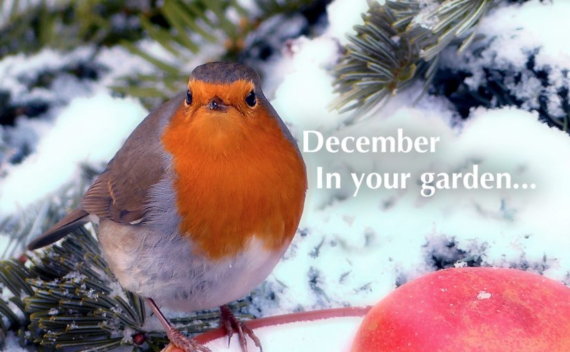 December in your garden…