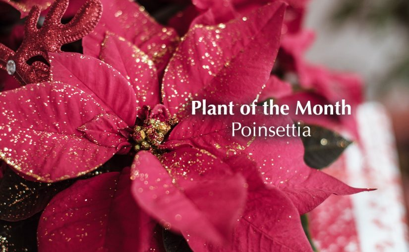 Plant of the month – December