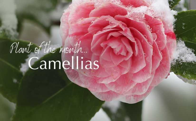 Plant of the month – Camellias