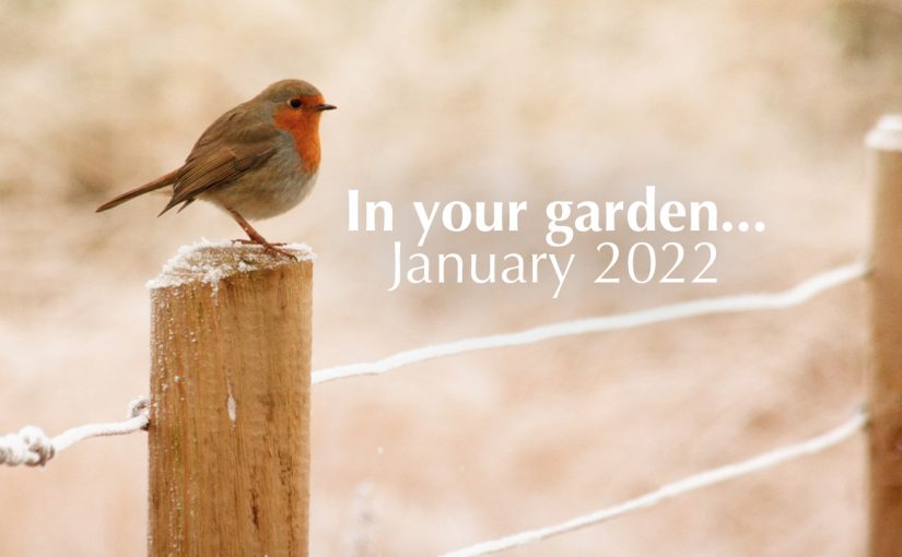 In your garden – January 2022