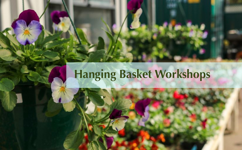 Hanging Basket Workshops – May 2022