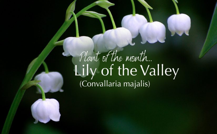 Plant of the month – Lily of the Valley