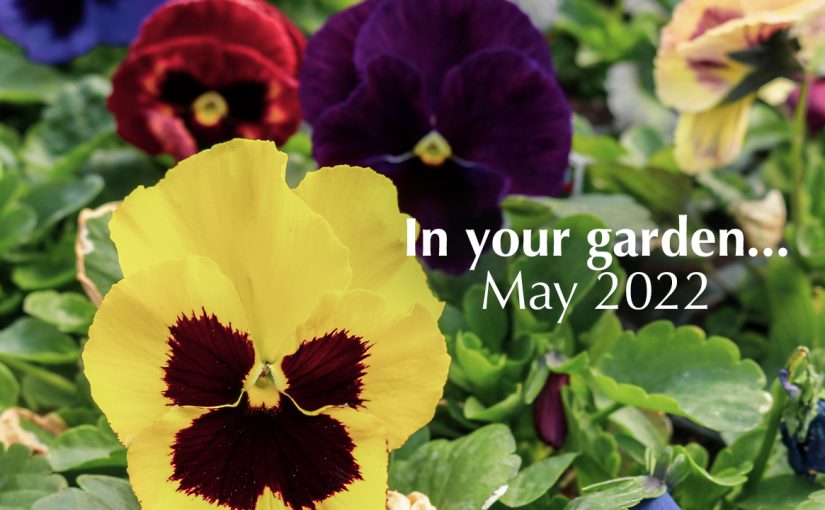 In your garden…May 2022