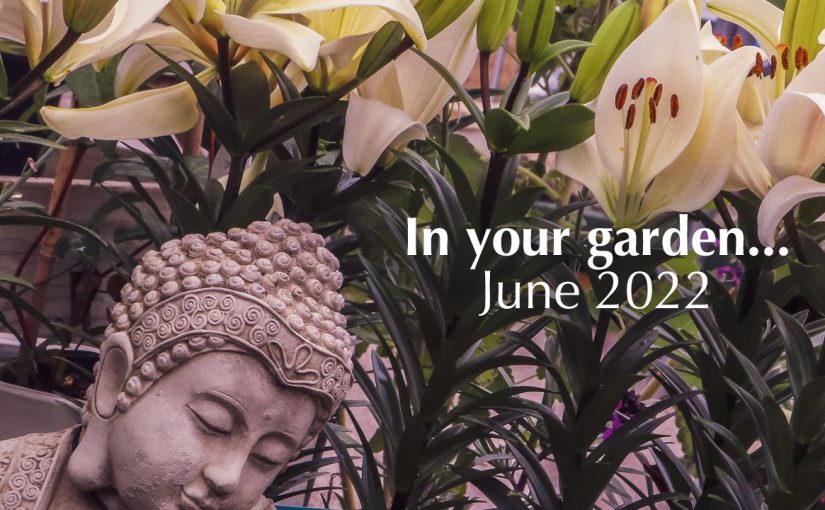 June in your garden…