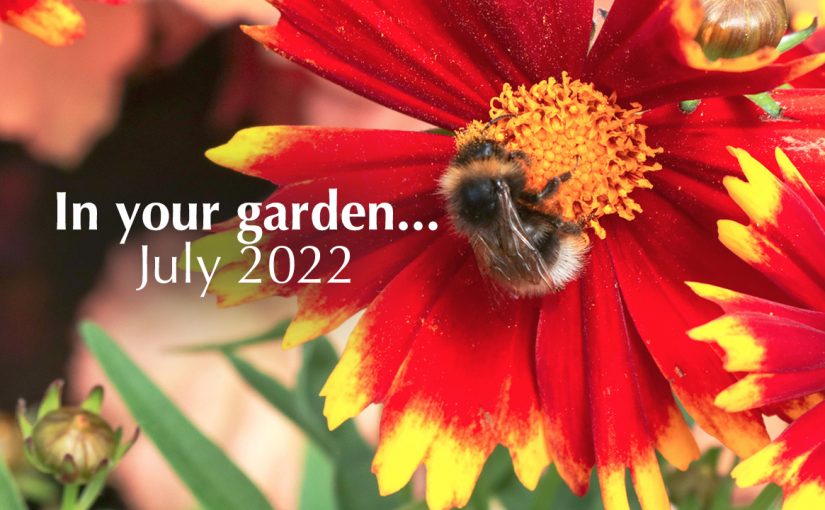 July in your garden…