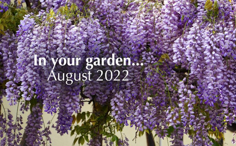 In your garden…August 2022
