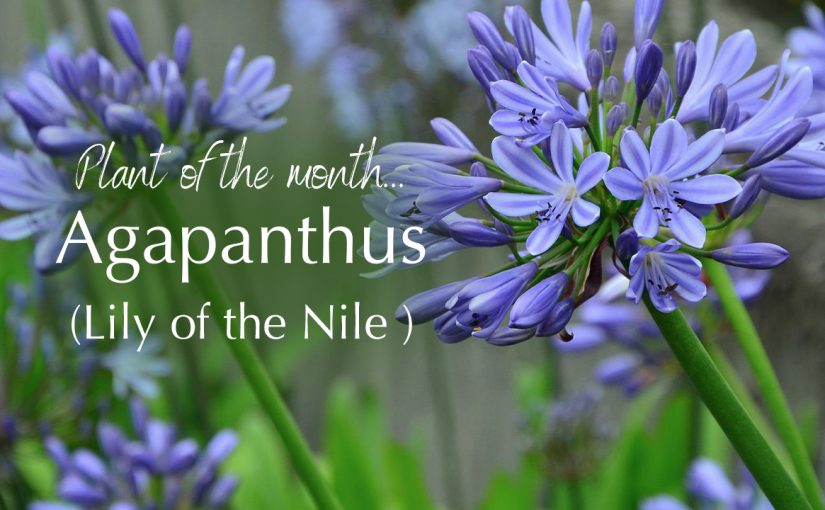 Plant of the Month Agapanthus (Lily of the Nile)