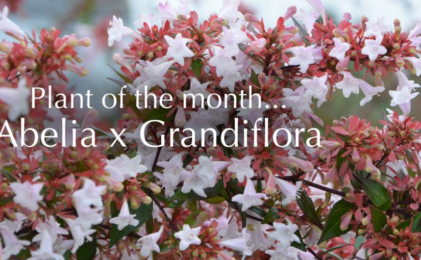 Plant of the Month – Abelia x Grandiflora