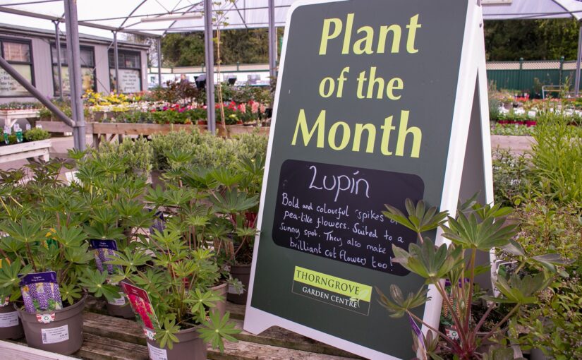 Plant of the Month – April