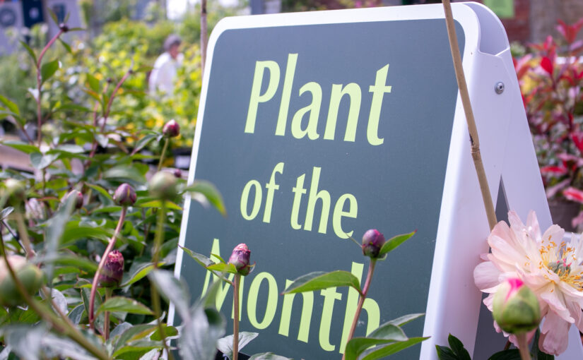 Plant of the Month – May