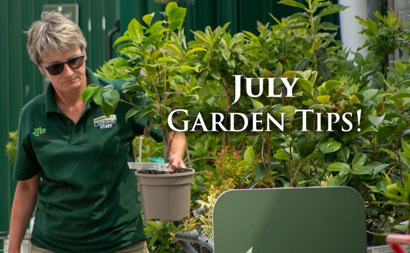 Gardening Tips July – Summer Garden!