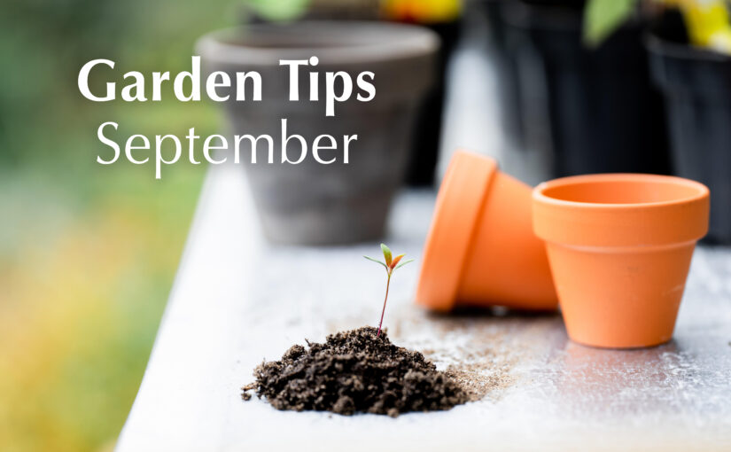Gardening Tips – September